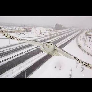 Meet your Posher, Alissa